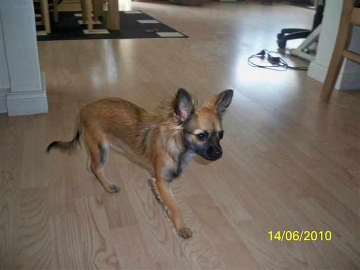Chihuahua Hanne R.I.P  - ligner jeg ikke lidt en schæfer, eller er det en puma?? billede 5