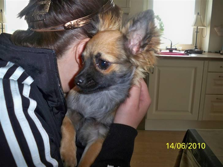 Chihuahua Hanne R.I.P  billede 6