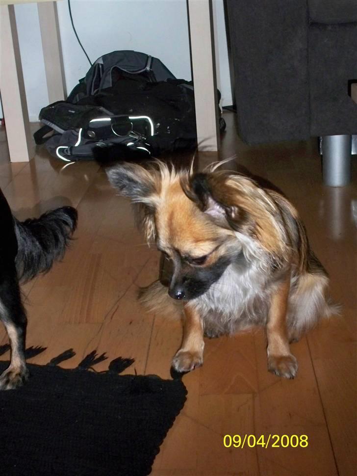 Chihuahua Hanne R.I.P  - stener -.- billede 7