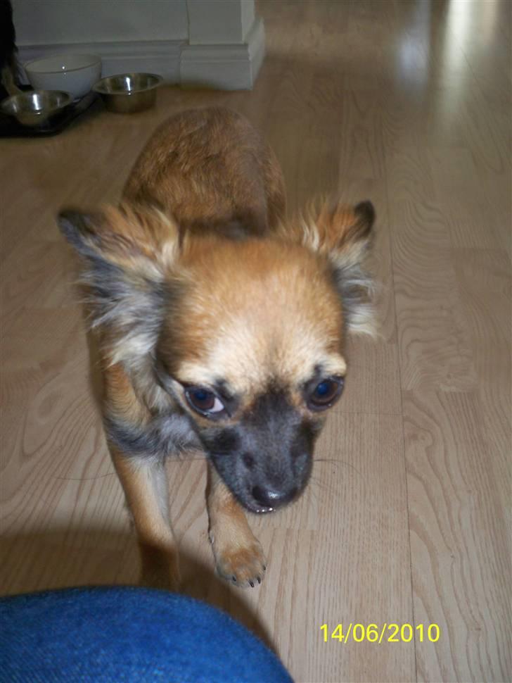 Chihuahua Hanne R.I.P  billede 8