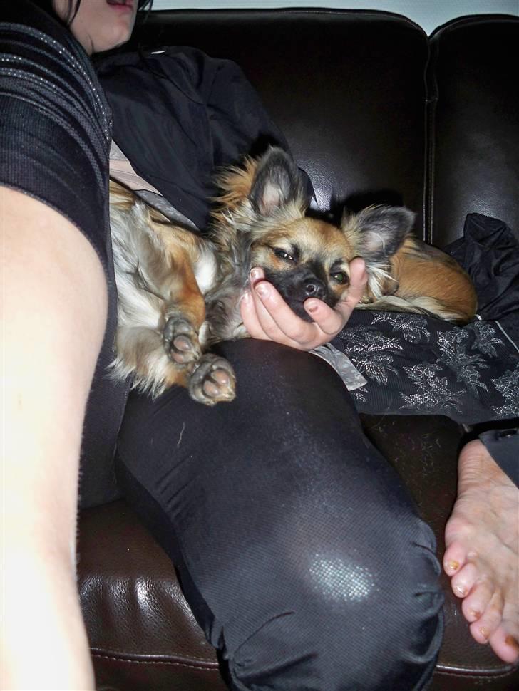 Chihuahua Hanne R.I.P  - dejligt med en hovedeholder, når hjernen er for tung :-) billede 9