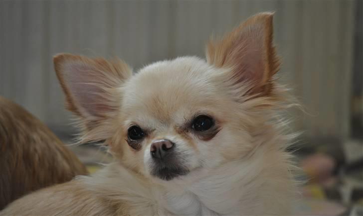 Chihuahua Emma billede 1