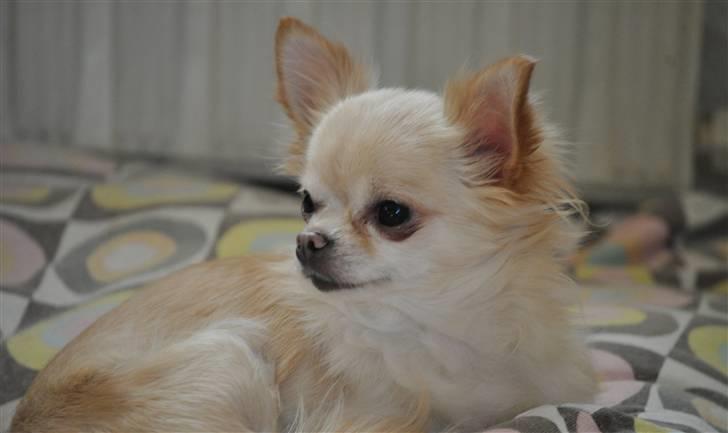 Chihuahua Emma billede 2