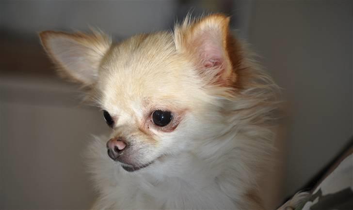 Chihuahua Emma billede 3