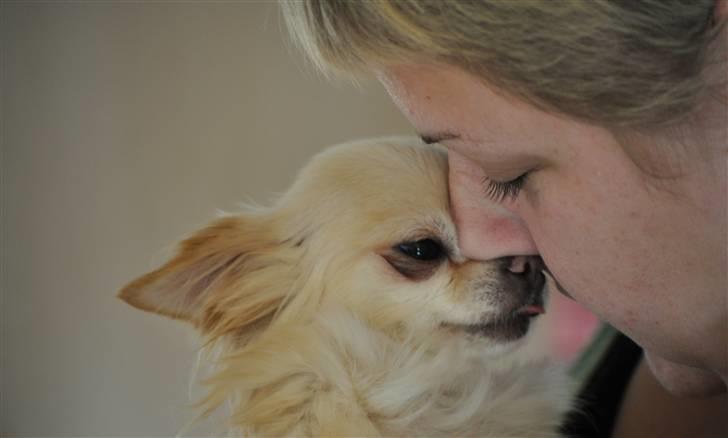 Chihuahua Emma billede 4