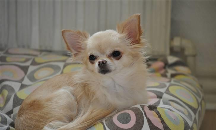 Chihuahua Emma billede 5