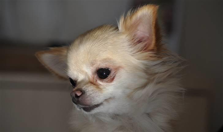 Chihuahua Emma billede 6