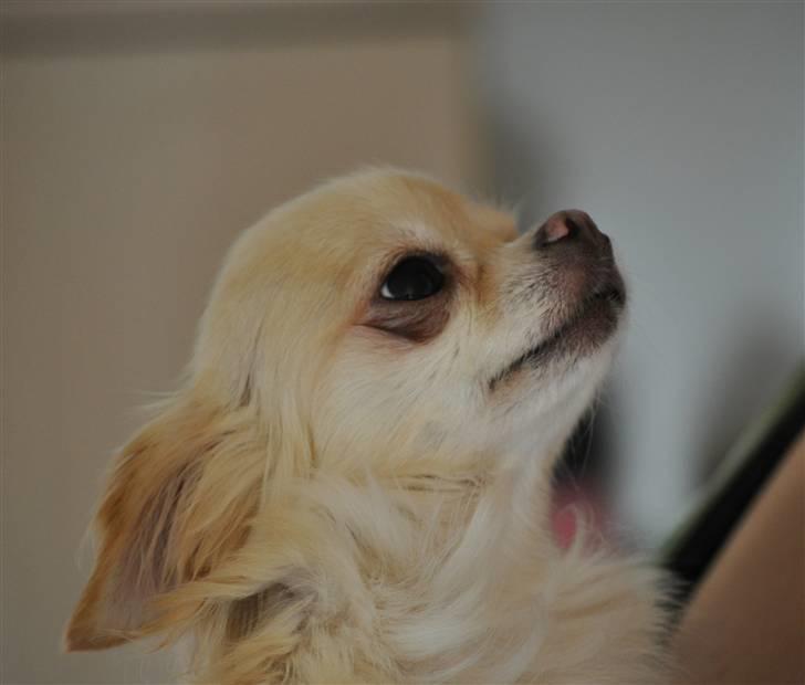 Chihuahua Emma billede 7