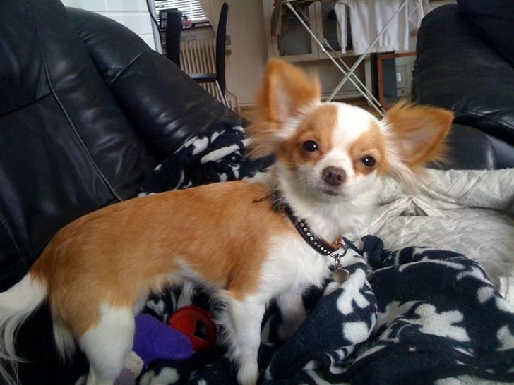 Chihuahua Chanel - mors smukke putte pige ;) billede 9