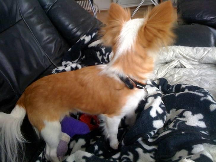 Chihuahua Chanel billede 10