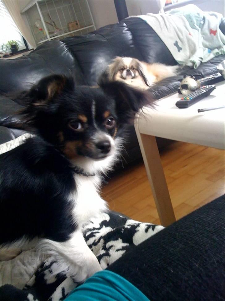 Chihuahua Jamie - eiiii mor ik nu altså.... billede 11