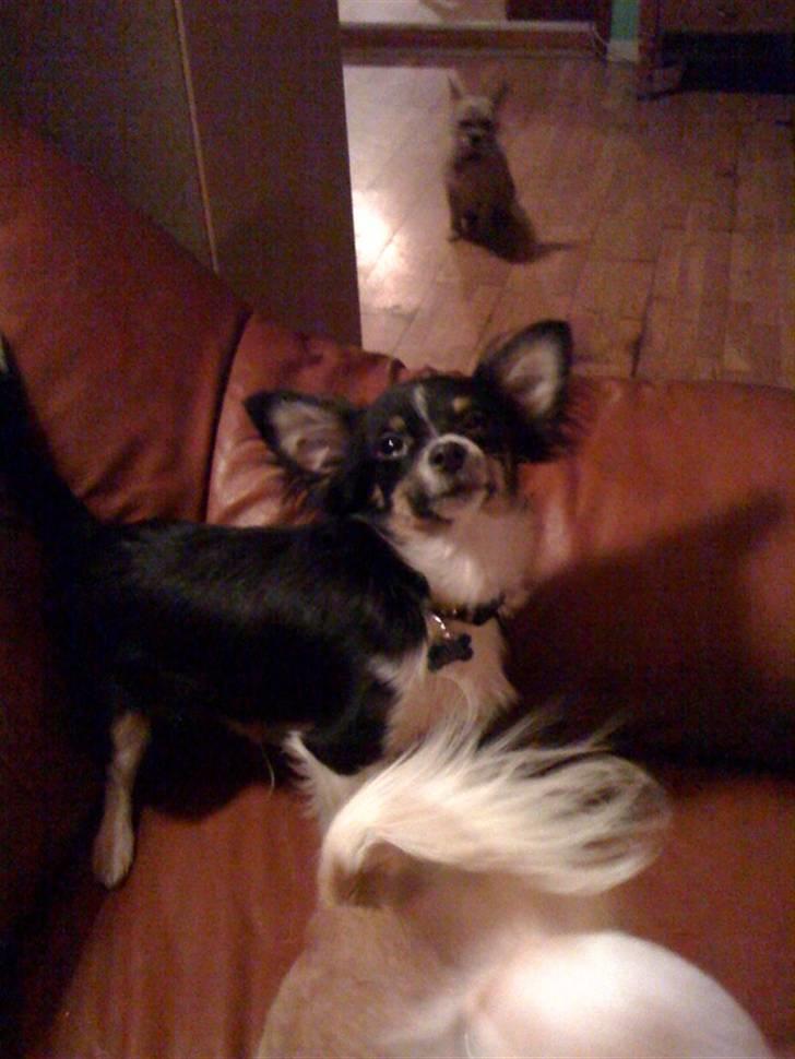 Chihuahua Jamie - jeg er en fiiin dreng :-D billede 12