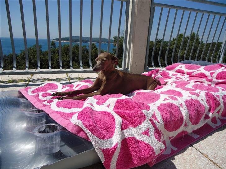 Italiensk mynde Cianna - Varmen i Kroatien! billede 20