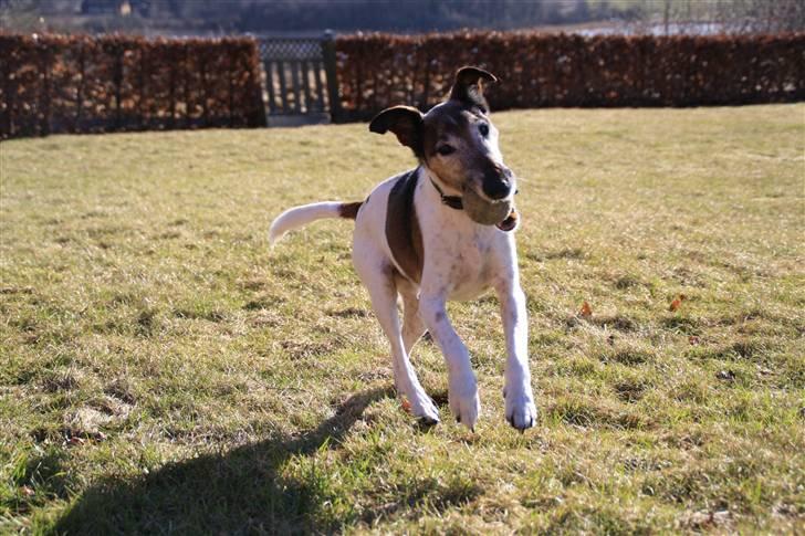 Glathåret foxterrier Ricko - Ricko med sin dejlige bold, som havde overlevet vinteren ude på græsplænen. - Billede taget af mig. billede 4