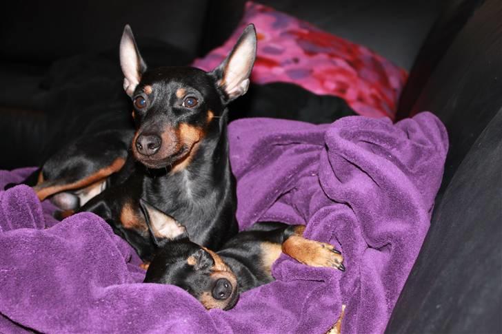 Dvaergpinscher Rødkildes Dakota billede 20