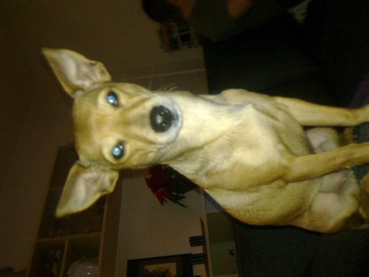 Dvaergpinscher fifi billede 1