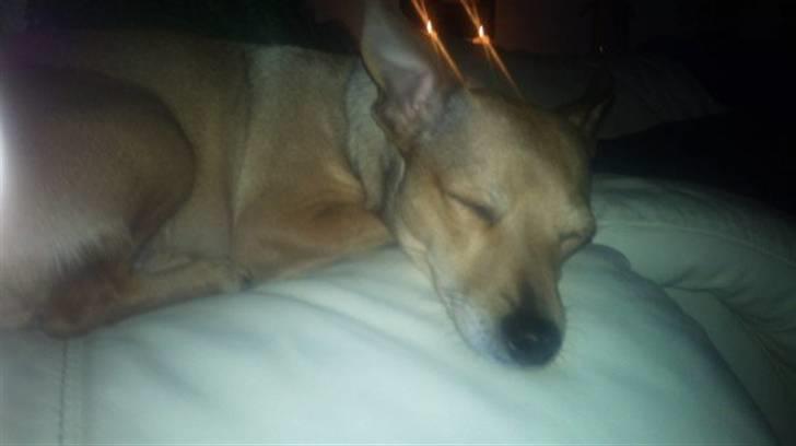 Dvaergpinscher fifi billede 2