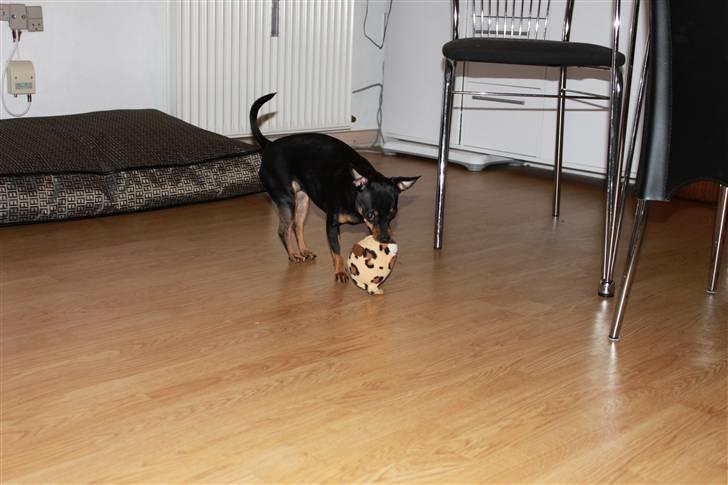 Prazsky krysarik Dixie billede 8