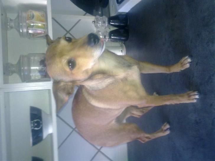 Dvaergpinscher fifi billede 3