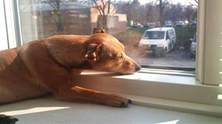 Dvaergpinscher fifi billede 4