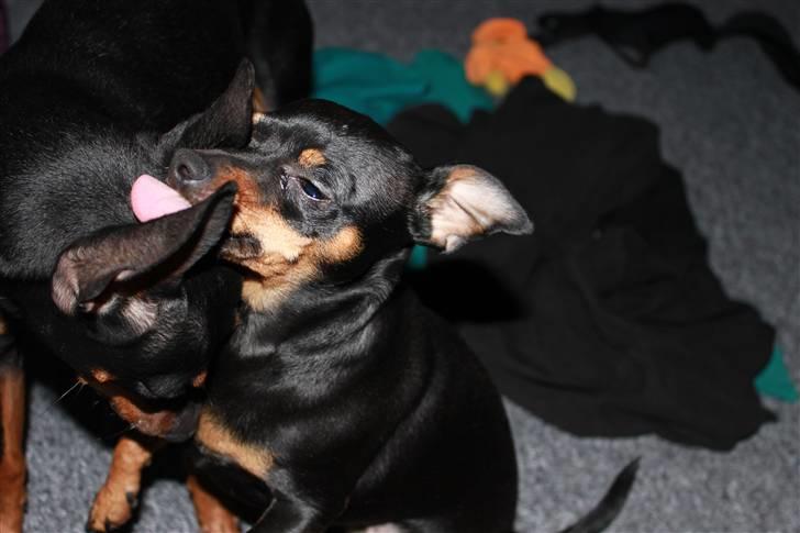 Prazsky krysarik Dixie billede 9