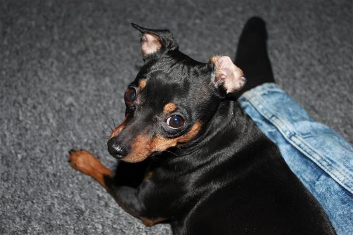 Prazsky krysarik Dixie billede 10