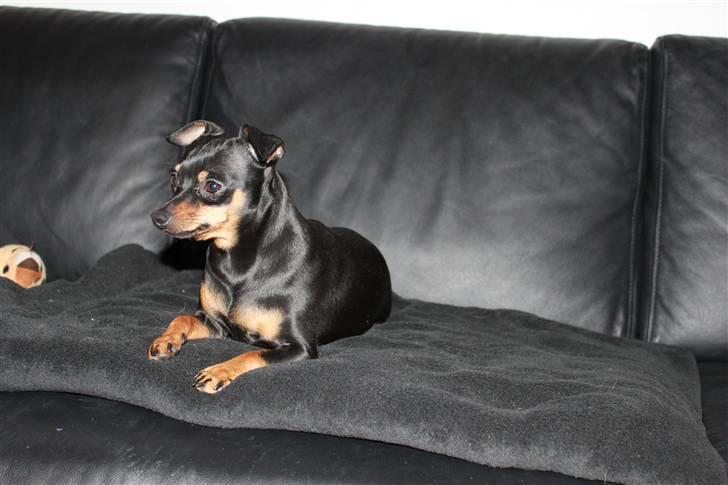 Prazsky krysarik Dixie billede 11