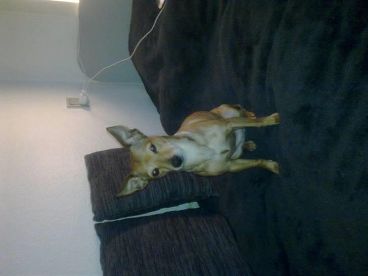 Dvaergpinscher fifi billede 5