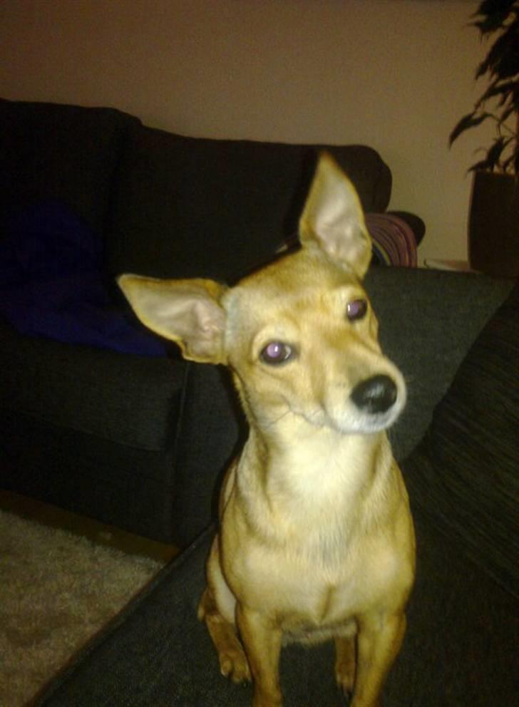 Dvaergpinscher fifi billede 6