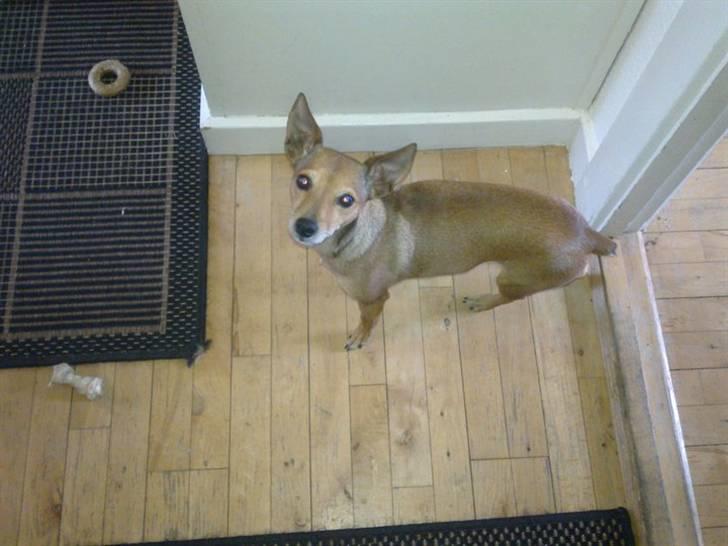 Dvaergpinscher fifi billede 7