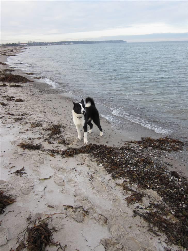 Karelsk bjørnehund Bjørnehusets Iluk  billede 7