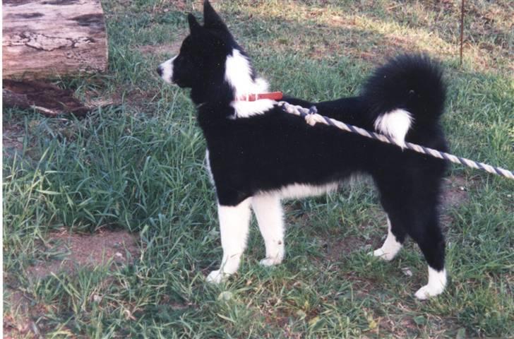 Karelsk bjørnehund Bjørnehusets Bandi  - Nikita billede 1