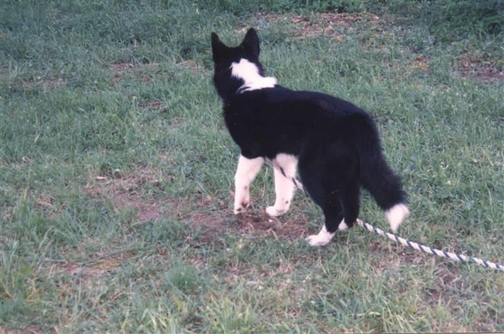 Karelsk bjørnehund Bjørnehusets Bandi  - Nikita billede 2