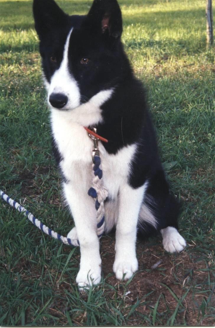 Karelsk bjørnehund Bjørnehusets Bandi  billede 3