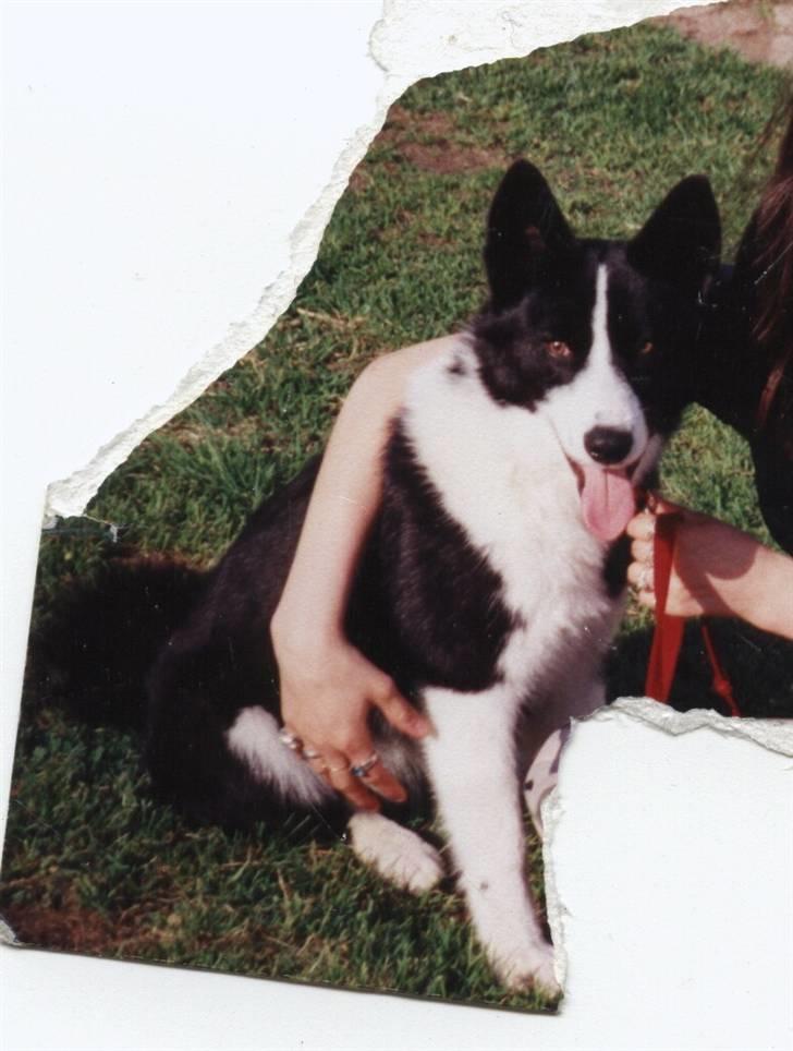 Karelsk bjørnehund Bjørnehusets Bandi  - Nikita, billede 4