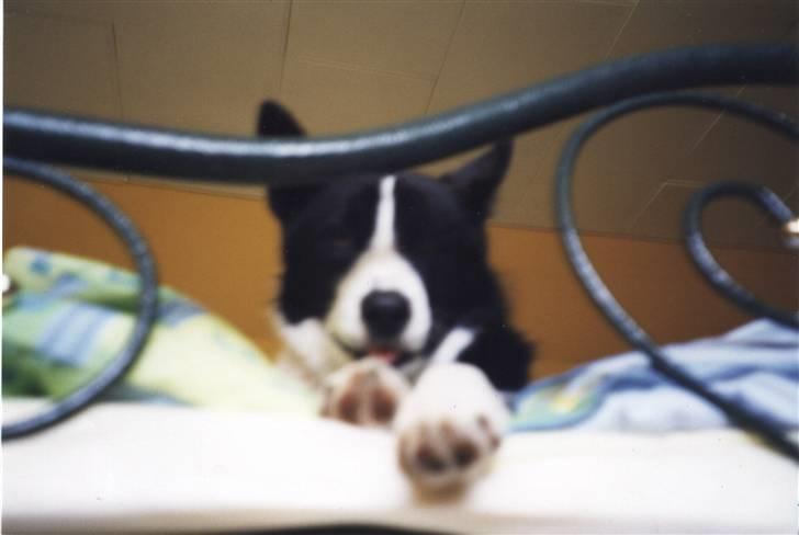 Karelsk bjørnehund Bjørnehusets Bandi  - Nikita i min seng, hendes ynglings plads billede 5