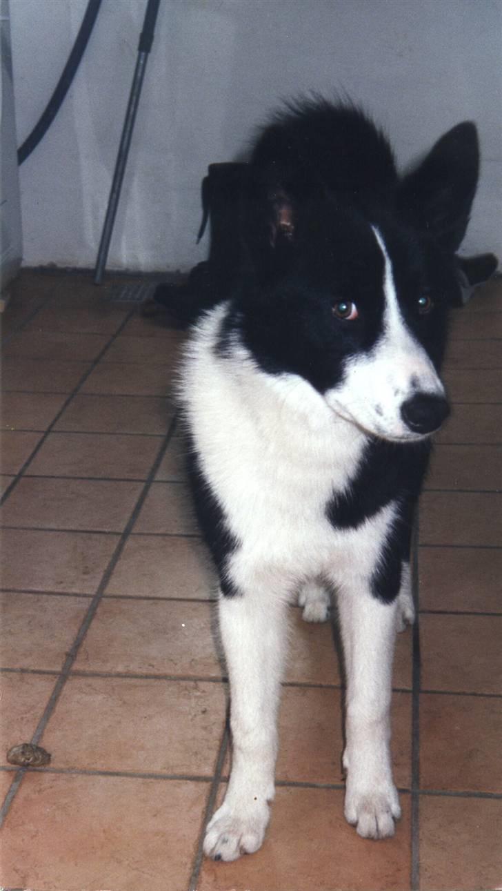 Karelsk bjørnehund Bjørnehusets Bandi  - Nikita ser lidt fræk ud billede 6