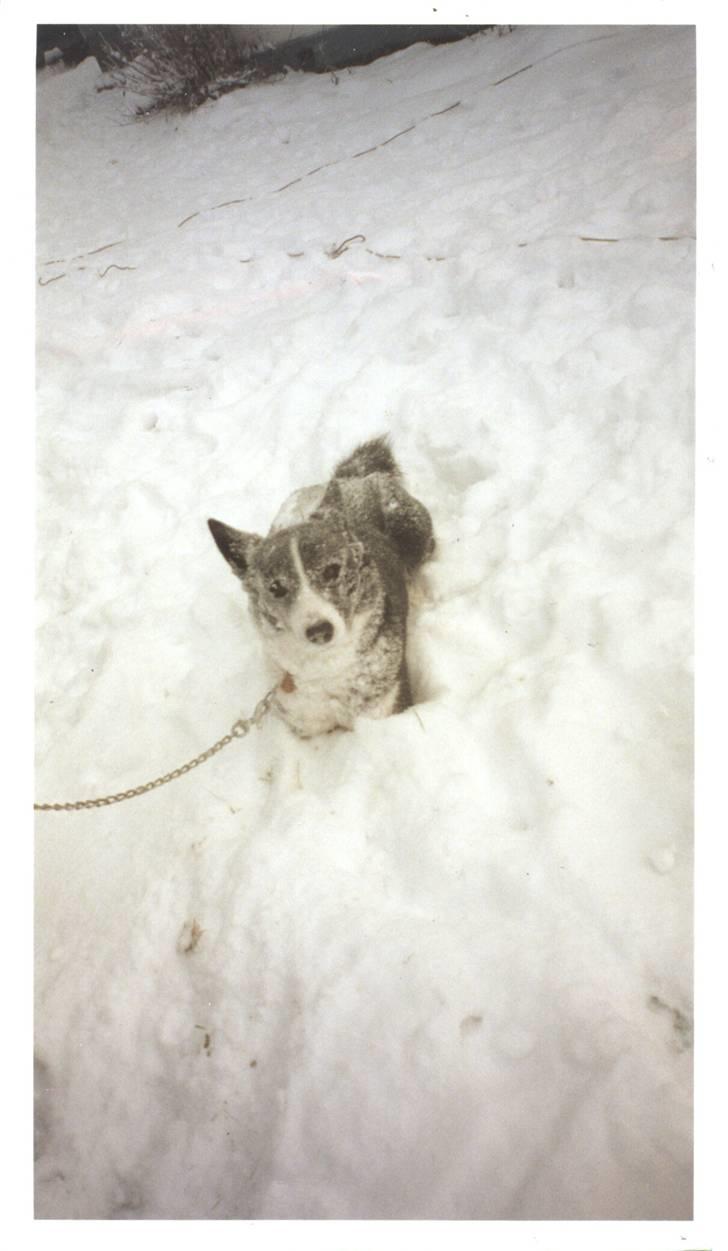 Karelsk bjørnehund Bjørnehusets Bandi  - Nikita i sneen billede 7