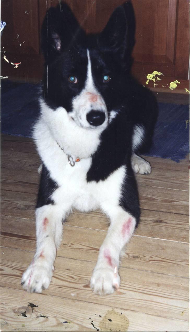 Karelsk bjørnehund Bjørnehusets Bandi  - Nikita til hallowen party billede 8