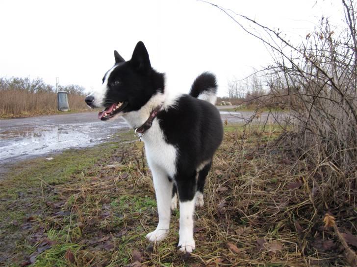 Karelsk bjørnehund Bjørnehusets Iluk  billede 8