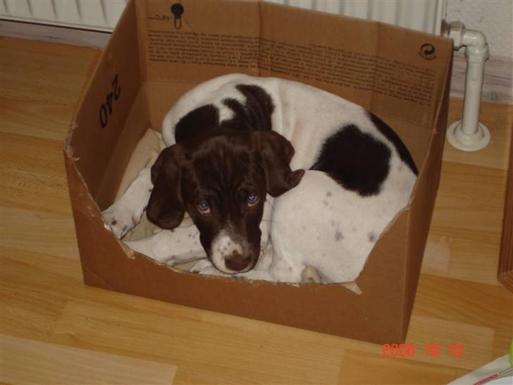 Gammel dansk hønsehund Eico billede 1