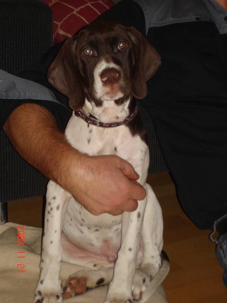 Gammel dansk hønsehund Eico billede 2