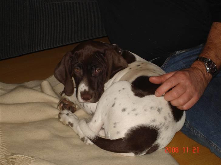 Gammel dansk hønsehund Eico billede 3