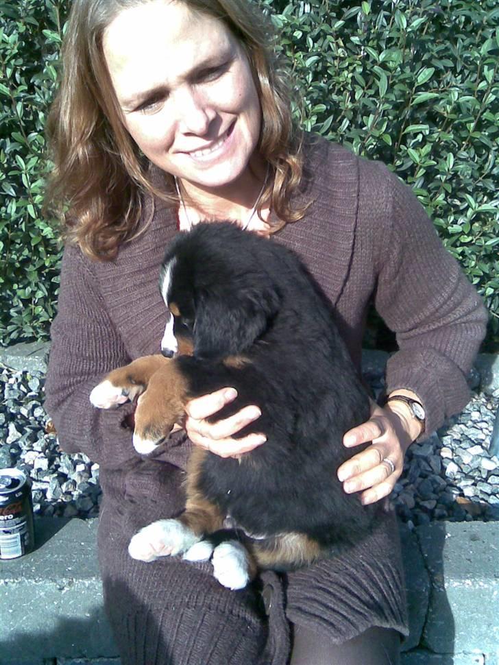 Berner sennenhund Indy billede 1