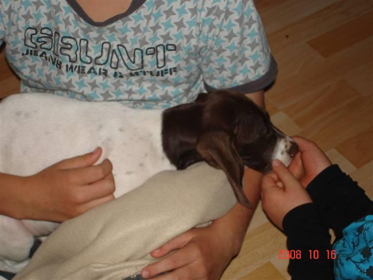 Gammel dansk hønsehund Eico billede 4