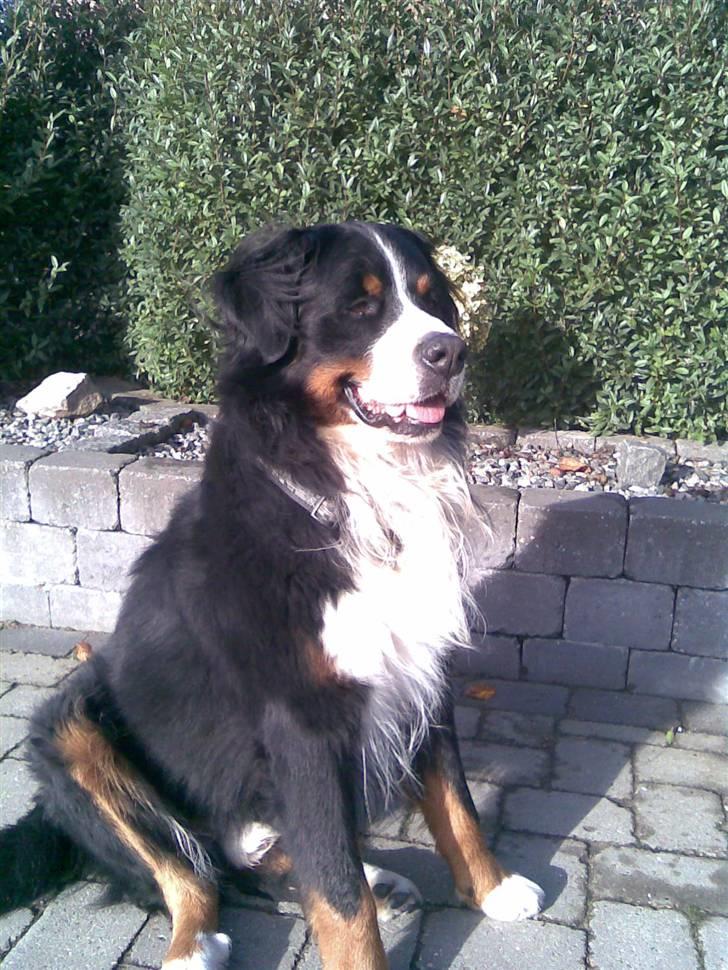 Berner sennenhund Indy - det her er indys far billede 2