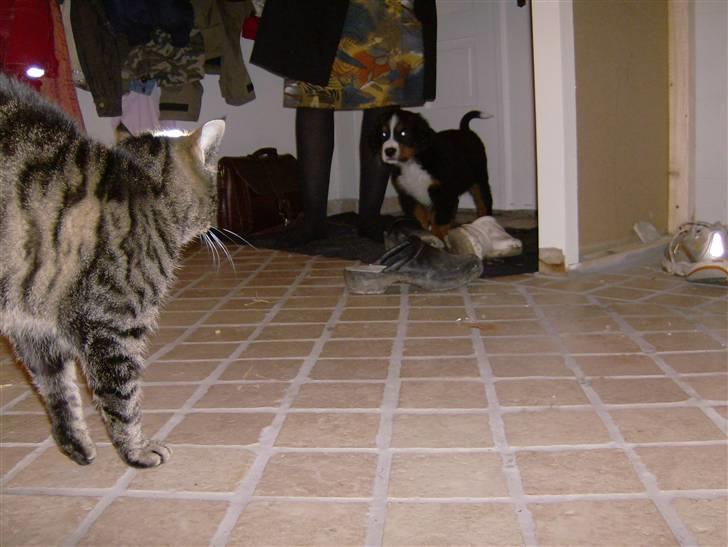 Berner sennenhund Indy billede 3