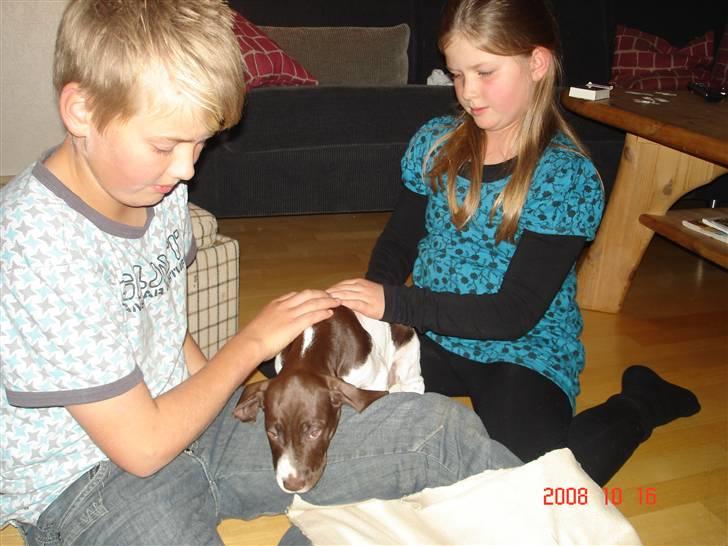 Gammel dansk hønsehund Eico billede 5