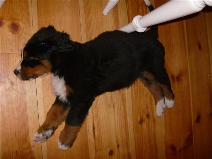 Berner sennenhund Indy billede 4