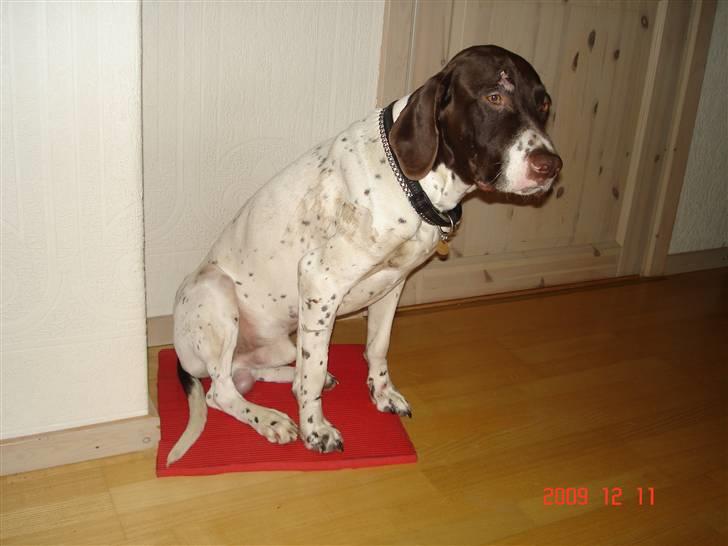 Gammel dansk hønsehund Eico billede 6